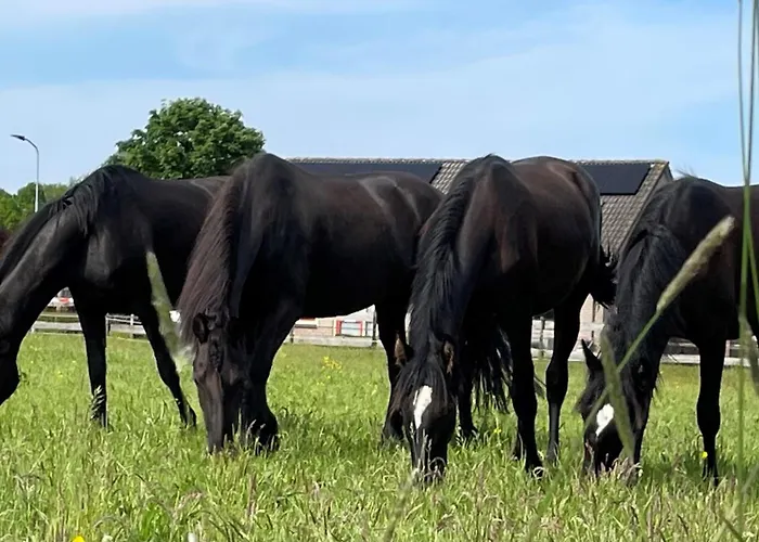 Hanendorper Hoeve - Gastenhuisje Bij Monumentale Boerderij 엠스트